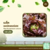 เมล็ดพันธุ์ เรดบัตเตอร์เฮด