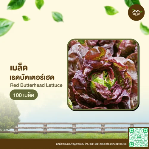 เมล็ดพันธุ์ เรดบัตเตอร์เฮด