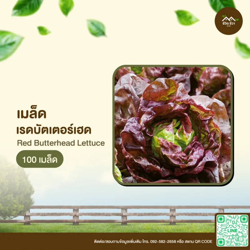 เมล็ดพันธุ์ เรดบัตเตอร์เฮด