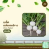 เมล็ดพันธุ์ แรดิชกลมสีขาว