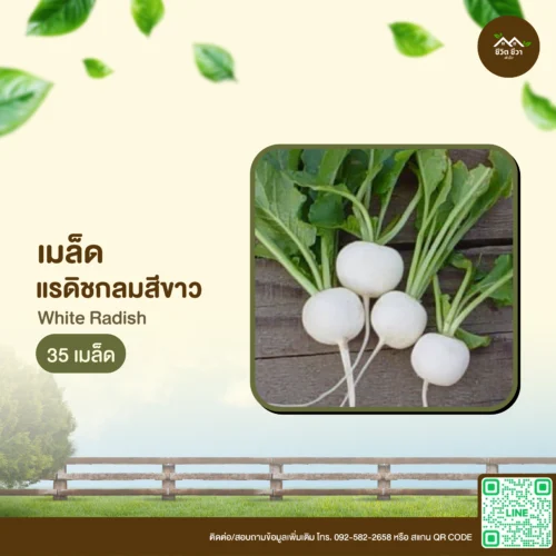 เมล็ดพันธุ์ แรดิชกลมสีขาว