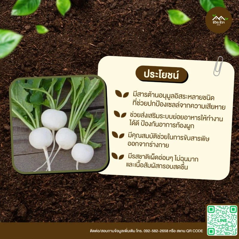 เมล็ดพันธุ์ แรดิชกลมสีขาว
