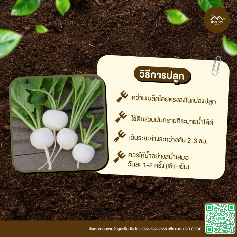 เมล็ดพันธุ์ แรดิชกลมสีขาว