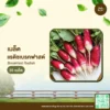 เมล็ดพันธุ์ แรดิชเบรคฟาสต์