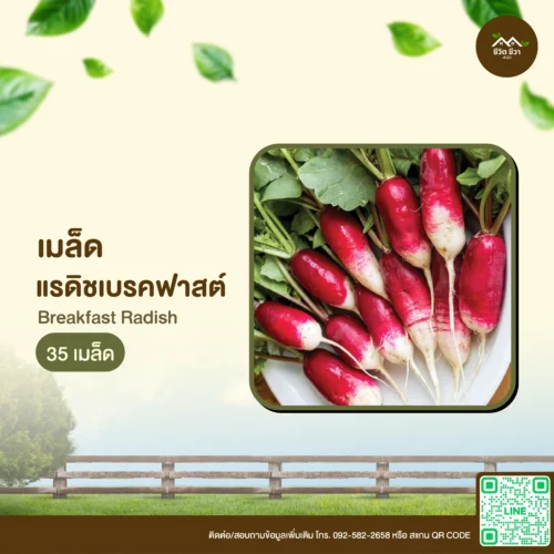 เมล็ดพันธุ์ แรดิชเบรคฟาสต์