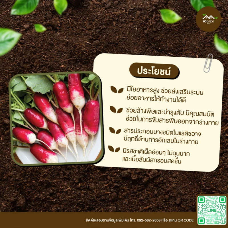 เมล็ดพันธุ์ แรดิชเบรคฟาสต์