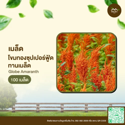 เมล็ดพันธุ์ โขมทองซุปเปอร์ฟู้ด