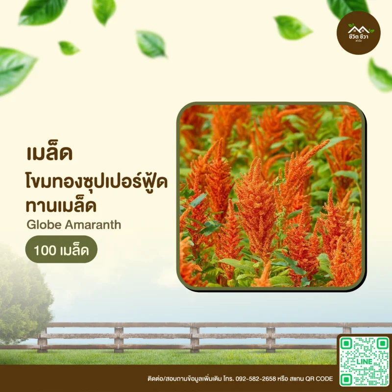 เมล็ดพันธุ์ โขมทองซุปเปอร์ฟู้ด