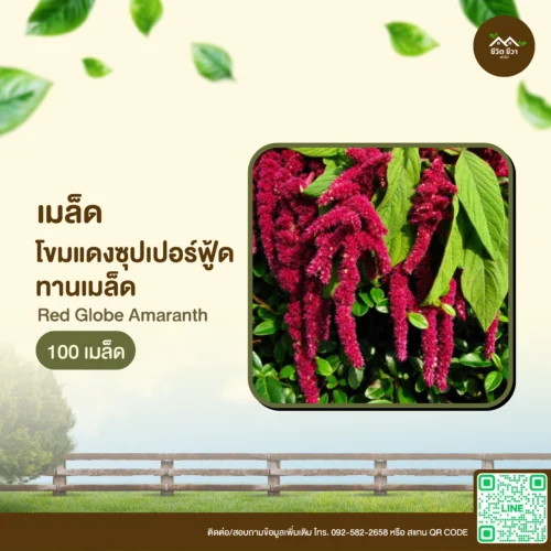 เมล็ดพันธุ์ โขมแดงซุปเปอร์ฟู้ด
