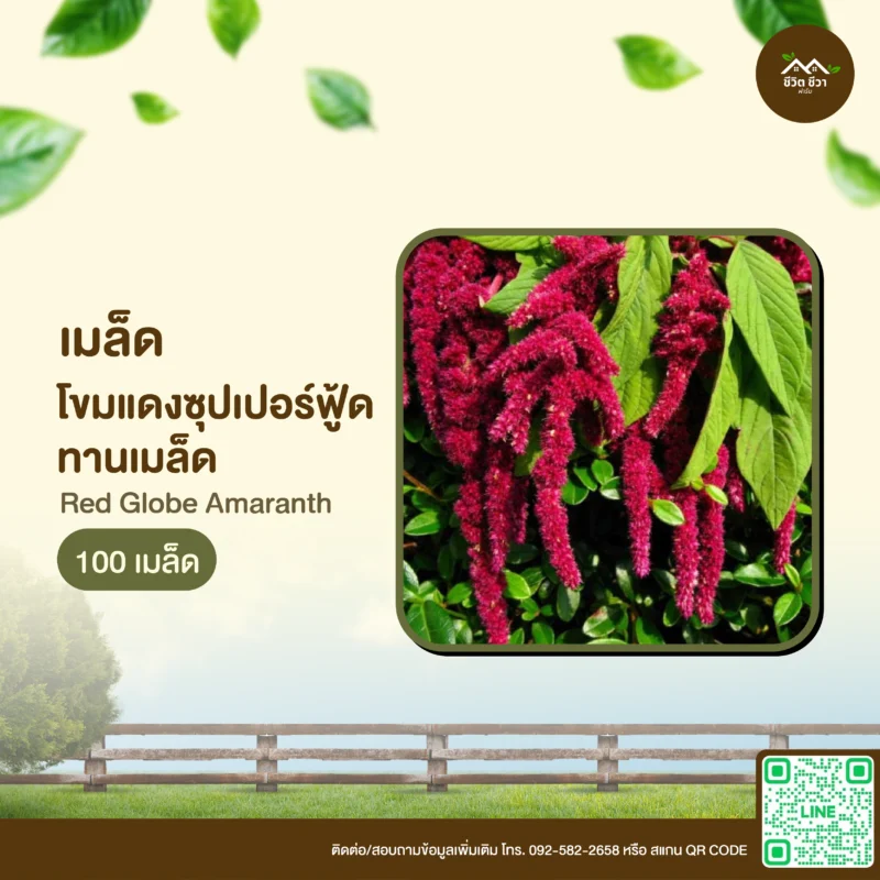 เมล็ดพันธุ์ โขมแดงซุปเปอร์ฟู้ด