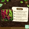 เมล็ดพันธุ์ โขมทองซุปเปอร์ฟู้ด