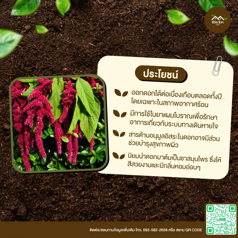 เมล็ดพันธุ์ โขมทองซุปเปอร์ฟู้ด