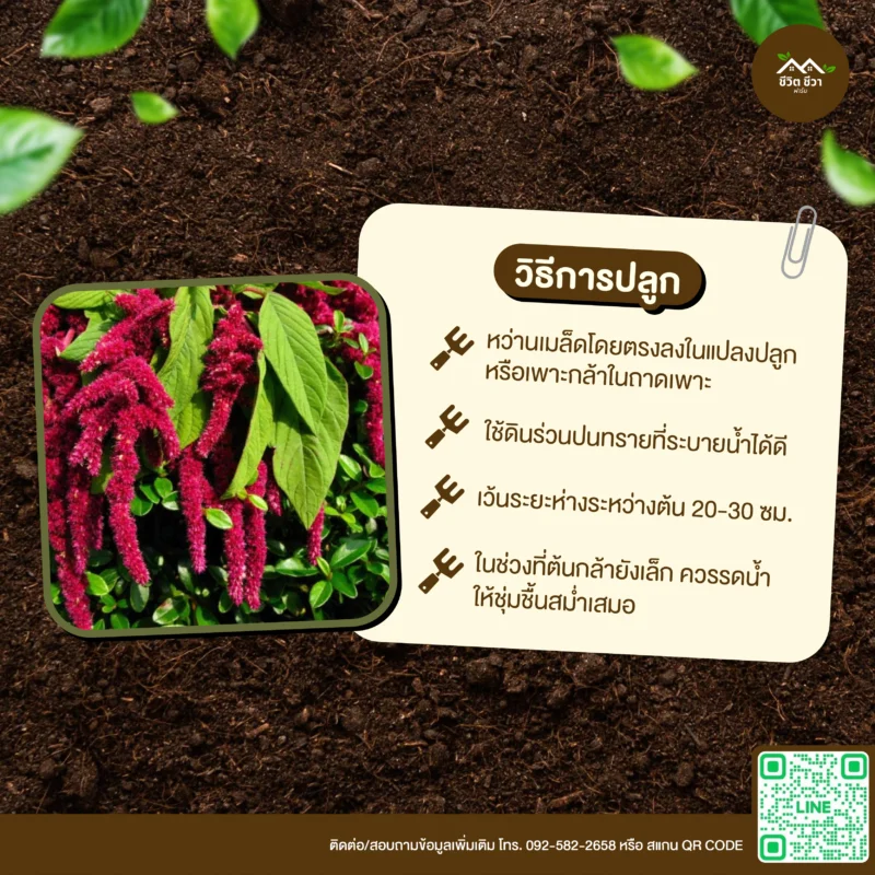 เมล็ดพันธุ์ โขมทองซุปเปอร์ฟู้ด