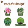 ดินหมักใบก้ามปู