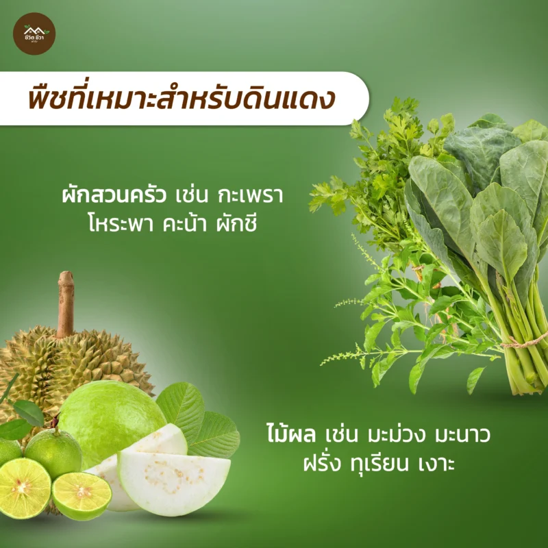 หน้าดินแดง กระสอบ