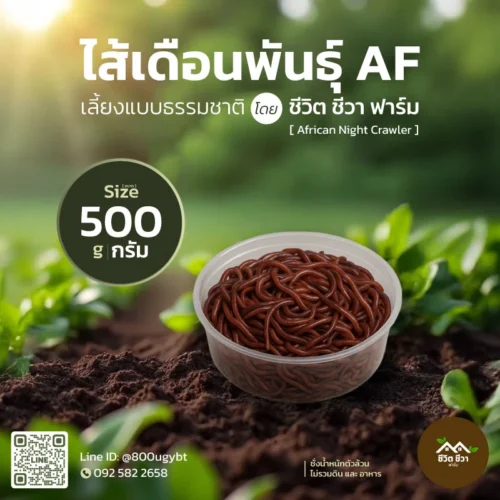 ไส้เดือน AF