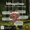 ไส้เดือน AF