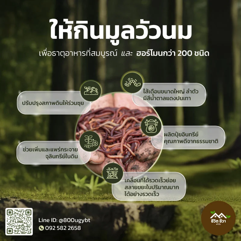 ไส้เดือน AF