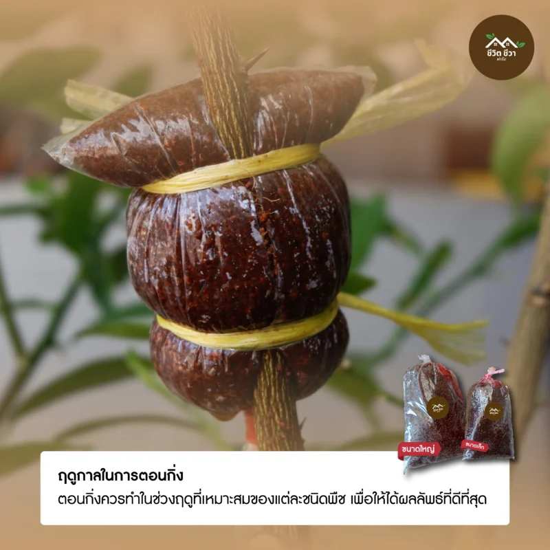 ตุ้มตอนกิ่ง