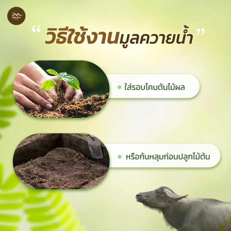มูลควายน้ำ