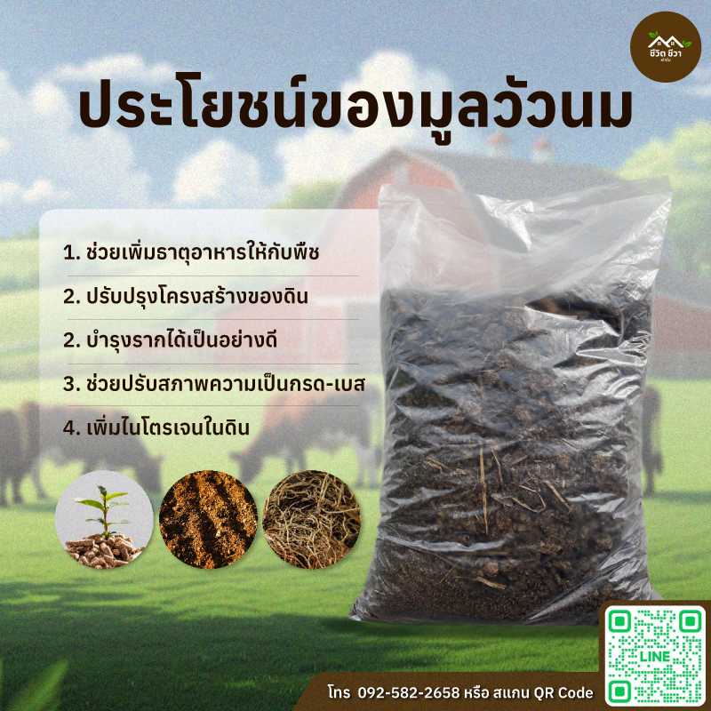 มูลวัวนมแห้ง บดละเอียด แบบกระสอบ