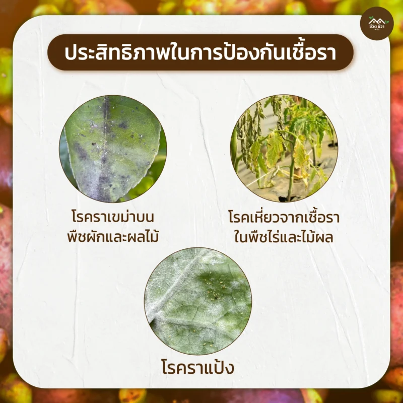 น้ำหมักเปลือกมังคุด