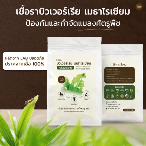 ชีวภัณฑ์ Ohoเชื้อราบิวเวอร์เรีย เมตาไรเซียม
