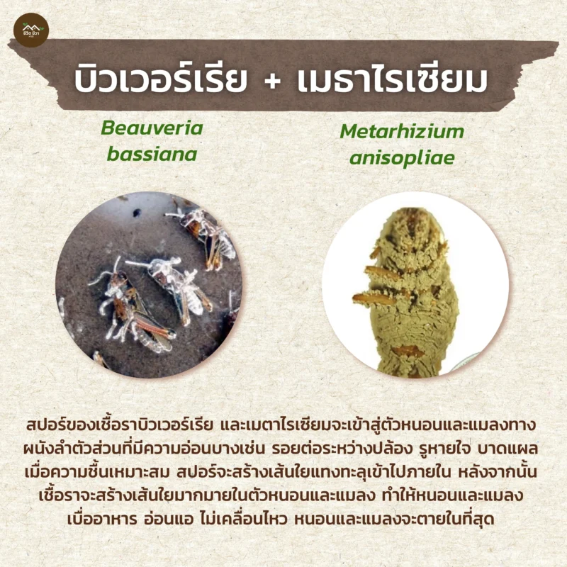 ชีวภัณฑ์ Ohoเชื้อราบิวเวอร์เรีย เมตาไรเซียม