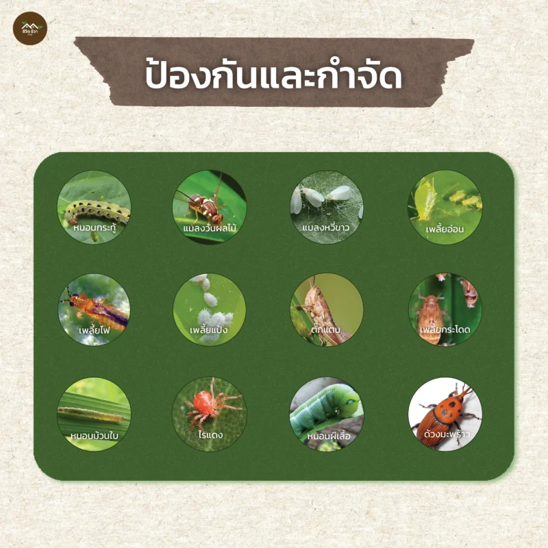 ชีวภัณฑ์ Ohoเชื้อราบิวเวอร์เรีย เมตาไรเซียม