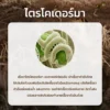 ชีวภัณฑ์ Ohoเชื้อราไตรโคเดอร์มา