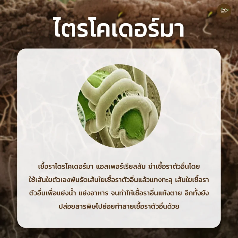 ชีวภัณฑ์ Ohoเชื้อราไตรโคเดอร์มา