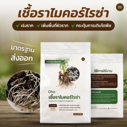 ชีวภัณฑ์ Ohoเชื้อราไมคอร์ไรซ่า