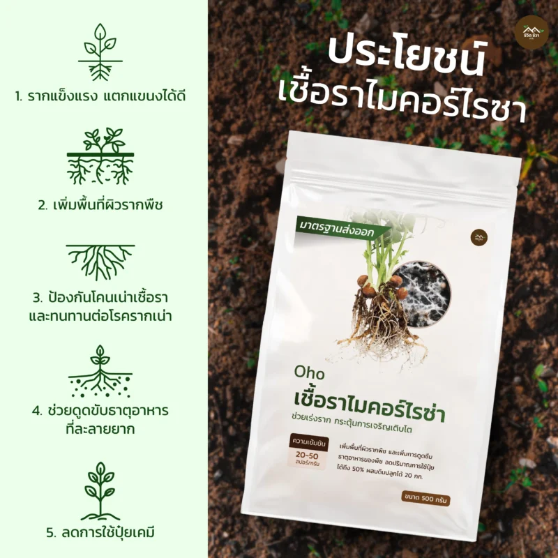 ชีวภัณฑ์ Ohoเชื้อราไมคอร์ไรซ่า