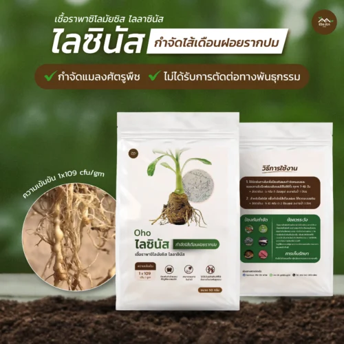 ชีวภัณฑ์ Ohoไลซินัส เชื้อราพาซิโลมัยซิส ลาลาซินัส