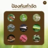 ชีวภัณฑ์ Ohoไลซินัส เชื้อราพาซิโลมัยซิส ลาลาซินัส
