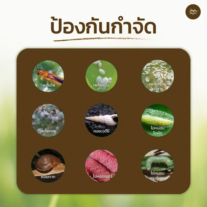 ชีวภัณฑ์ Ohoไลซินัส เชื้อราพาซิโลมัยซิส ลาลาซินัส