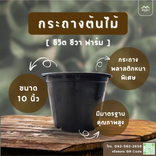 กระถางต้นไม้ 10 นิ้ว