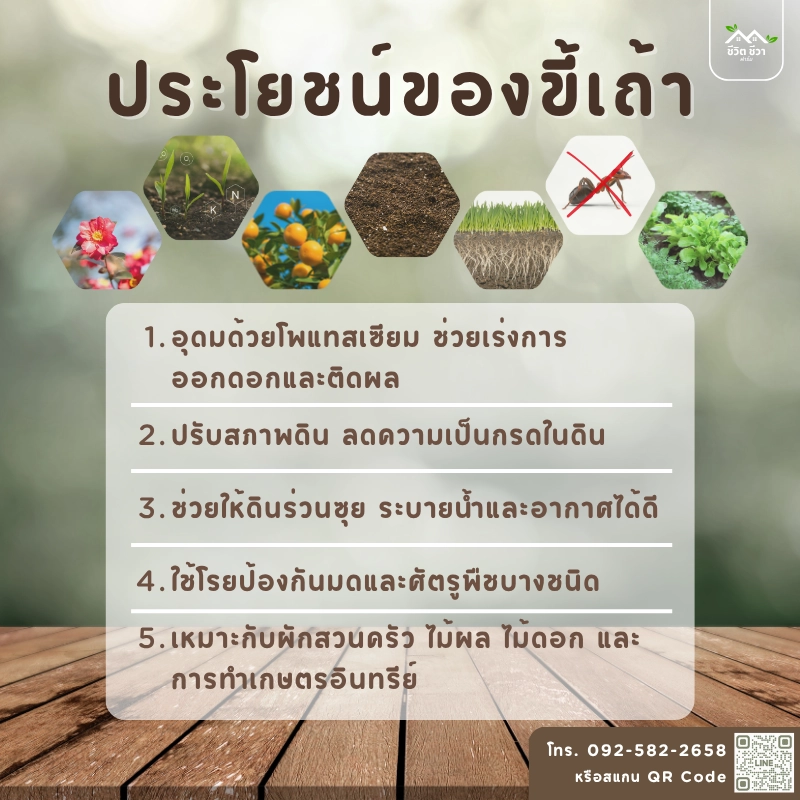 ขี้เถ้าถ่าน ไร้สารเคมี