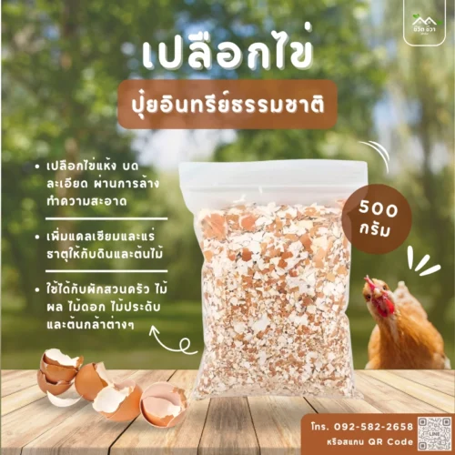 เปลือกไข่