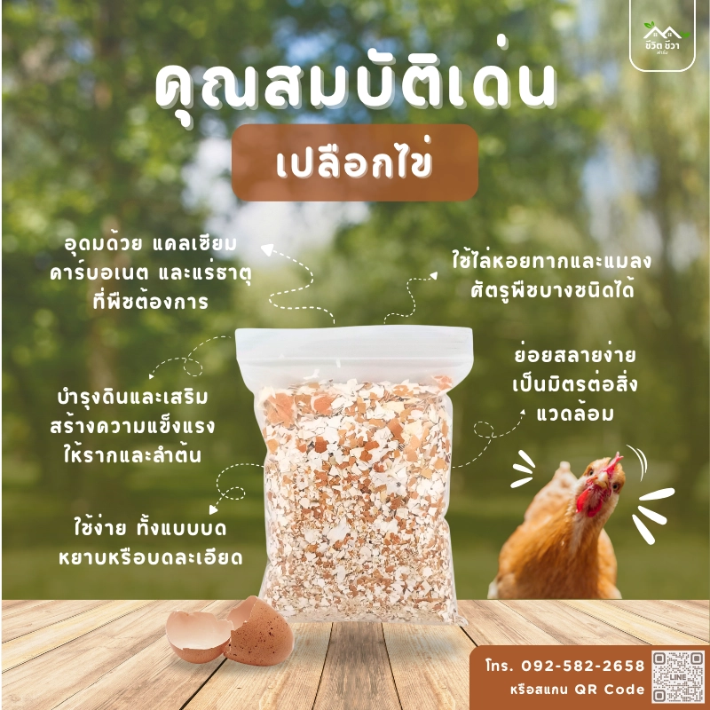 คุณสมบัติของ เปลือกไข่