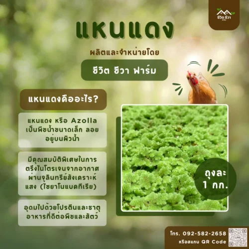แหนแดง