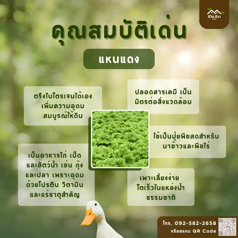 คุณสมบัติ แหนแดง
