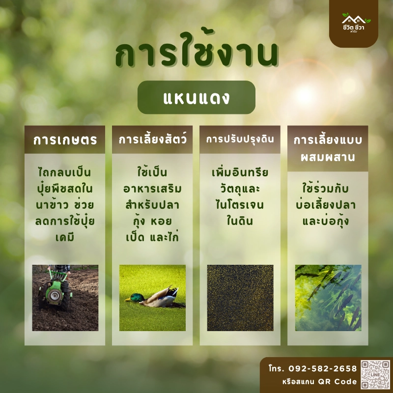 วิธีการใช้งาน แหนแดง