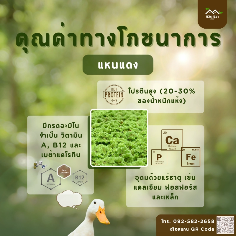 คุณค่าทางโภชนาการของ แหนแดง