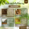 ใบมะขามแห้ง