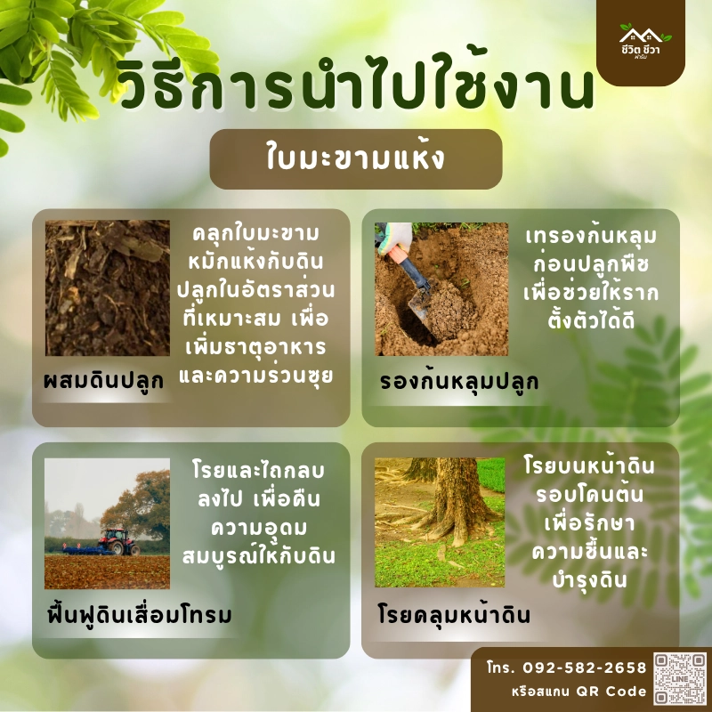 ใบมะขามแห้ง