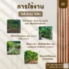 ไม้ค้ำต้นไม้ ไม้ซีก_6 ไม้ค้ำต้นไม้