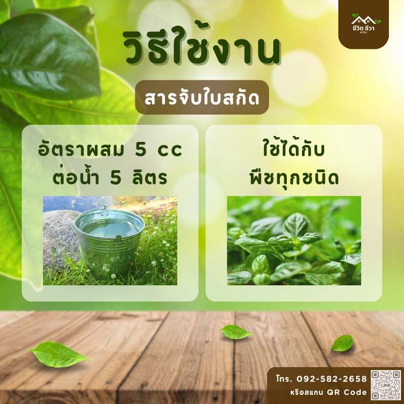สารจับใบสกัดจากธรรมชาติ_3 วิธีการใช้งาน สารจับใบ ออร์แกนิก