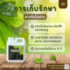 สารจับใบสกัดจากธรรมชาติ_4 วิธีเก็บรักษา สารจับใบ
