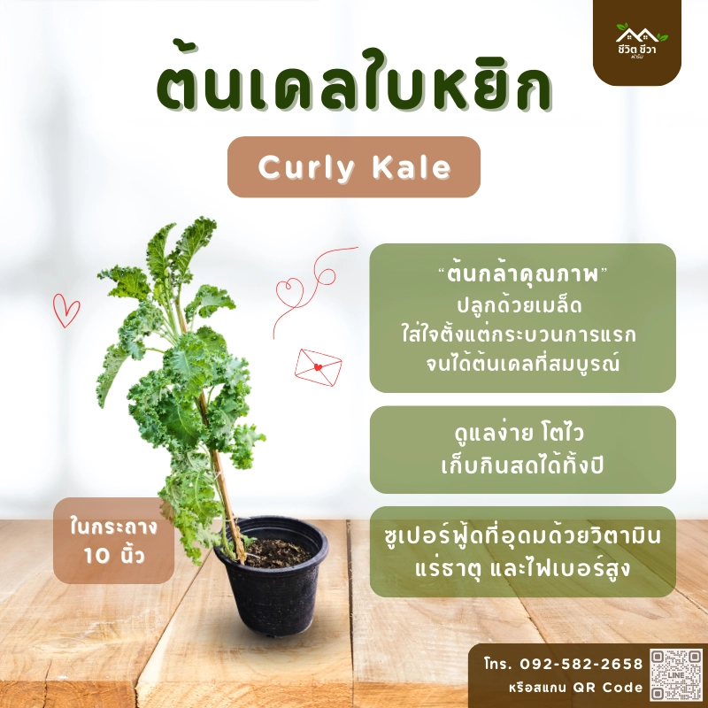 เคลใบหยิก_1 เคลใบหยิก